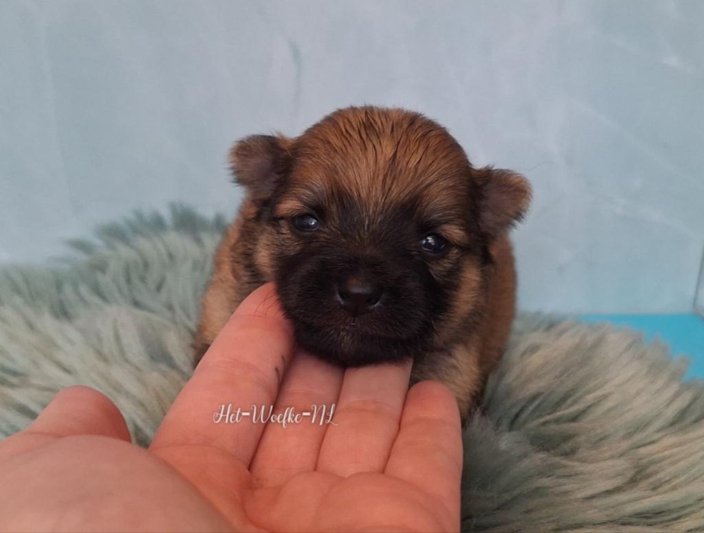 Mellow💙 orange sable Pomsky F1b puppy, Dieren en Toebehoren, Overige rassen, 8 tot 15 weken, Meerdere dieren, Eén hond