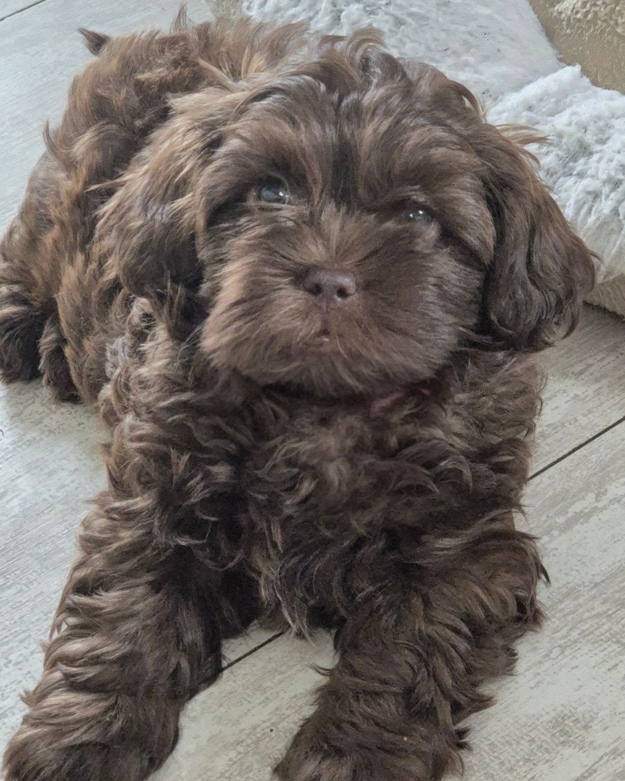 mini ❣️Doodles- PUPPY’S ✨️Fawn✨️ever-huisje✨️gezocht, Parvo, 8 tot 15 weken, Meerdere, Nederland