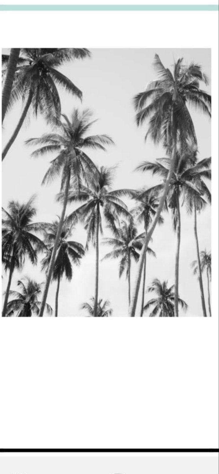 Fotobehang Palmbomen Zwart-Wit - 3 banen 215x275 cm, Huis en Inrichting, Ophalen, Natuurlijk, Wit, Fotobehang