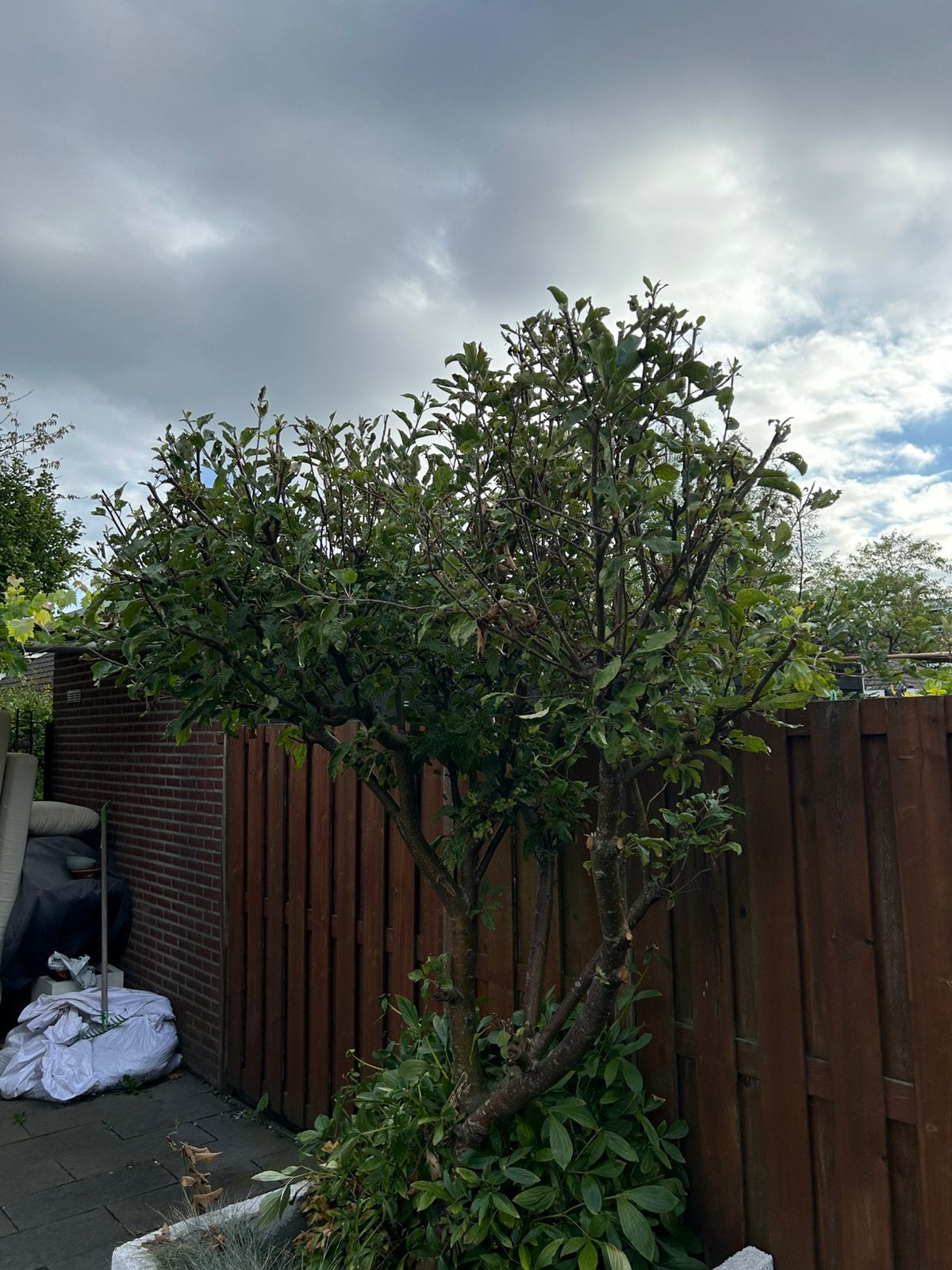 Appelboom - zelf uitgraven., Tuin en Terras, Planten | Bomen, Overige soorten, Lente, 250 tot 400 cm, Ophalen