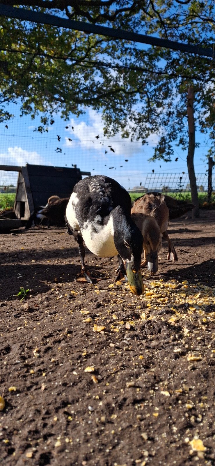 jonge loopeend kuikens indische eend fles eend, Dieren en Toebehoren, Meerdere dieren, Eend