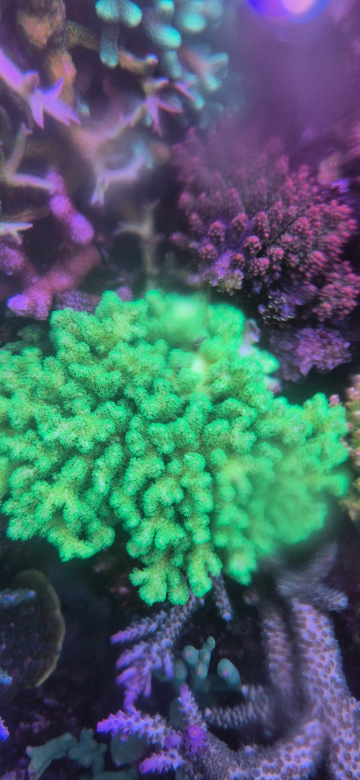 fel groene Calendrium, Dieren en Toebehoren, Overige typen, Zoutwatervis
