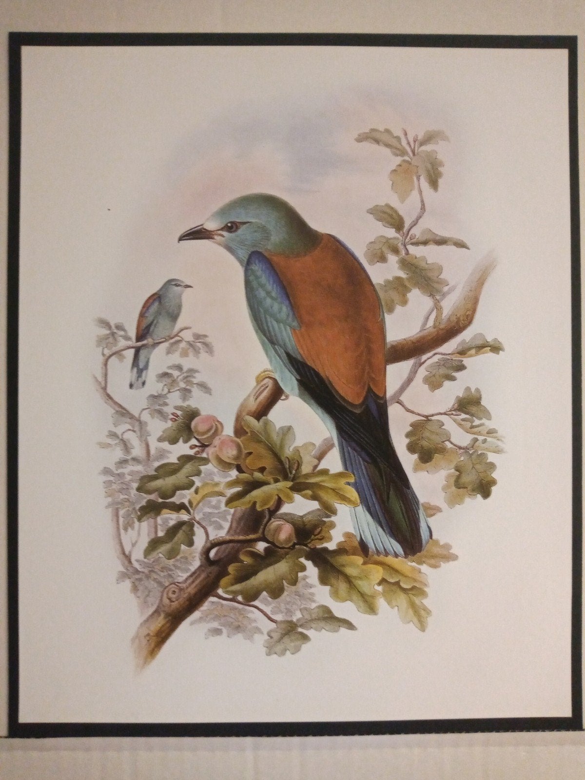 Scharrelaar - prachtige plaat afmeting 24,5cm x 29,5cm, Verzamelen, Verzenden, 1980 tot heden, Zo goed als nieuw, Dier