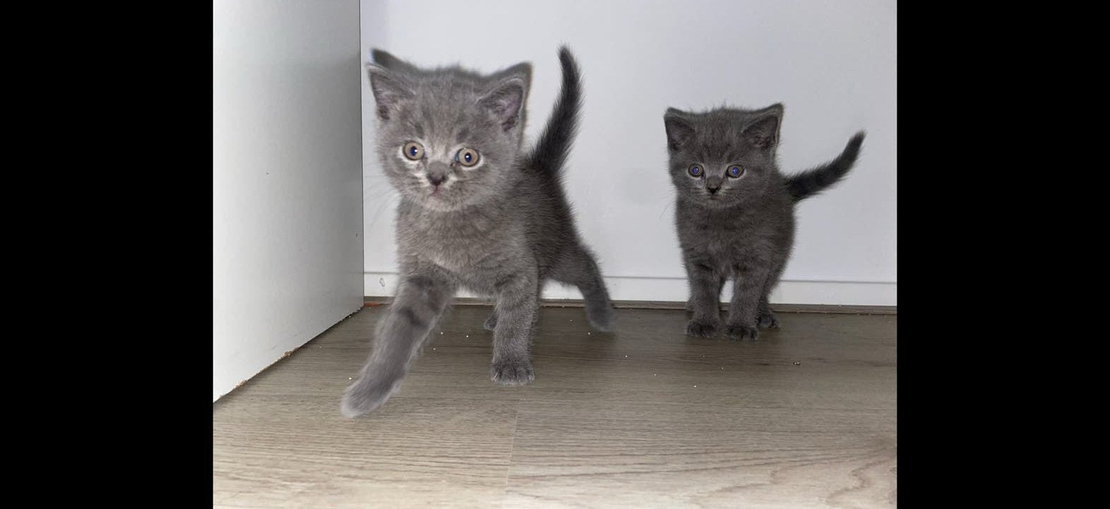 Prachtige britse korthaar kittens, Dieren en Toebehoren, Katten en Kittens | Raskatten | Korthaar, Meerdere dieren