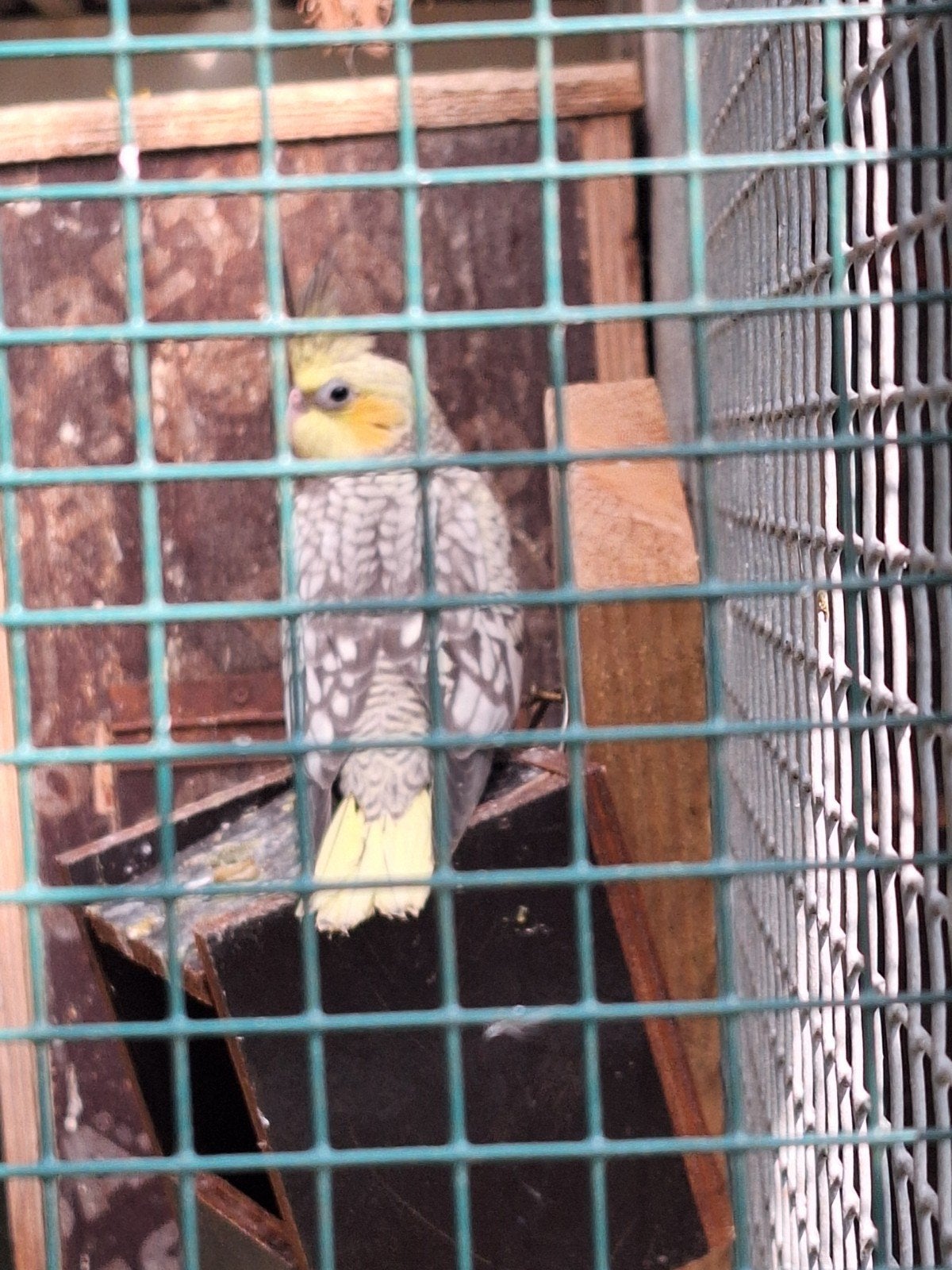 jonge valkparkieten, Dieren en Toebehoren, Meerdere dieren, Parkiet