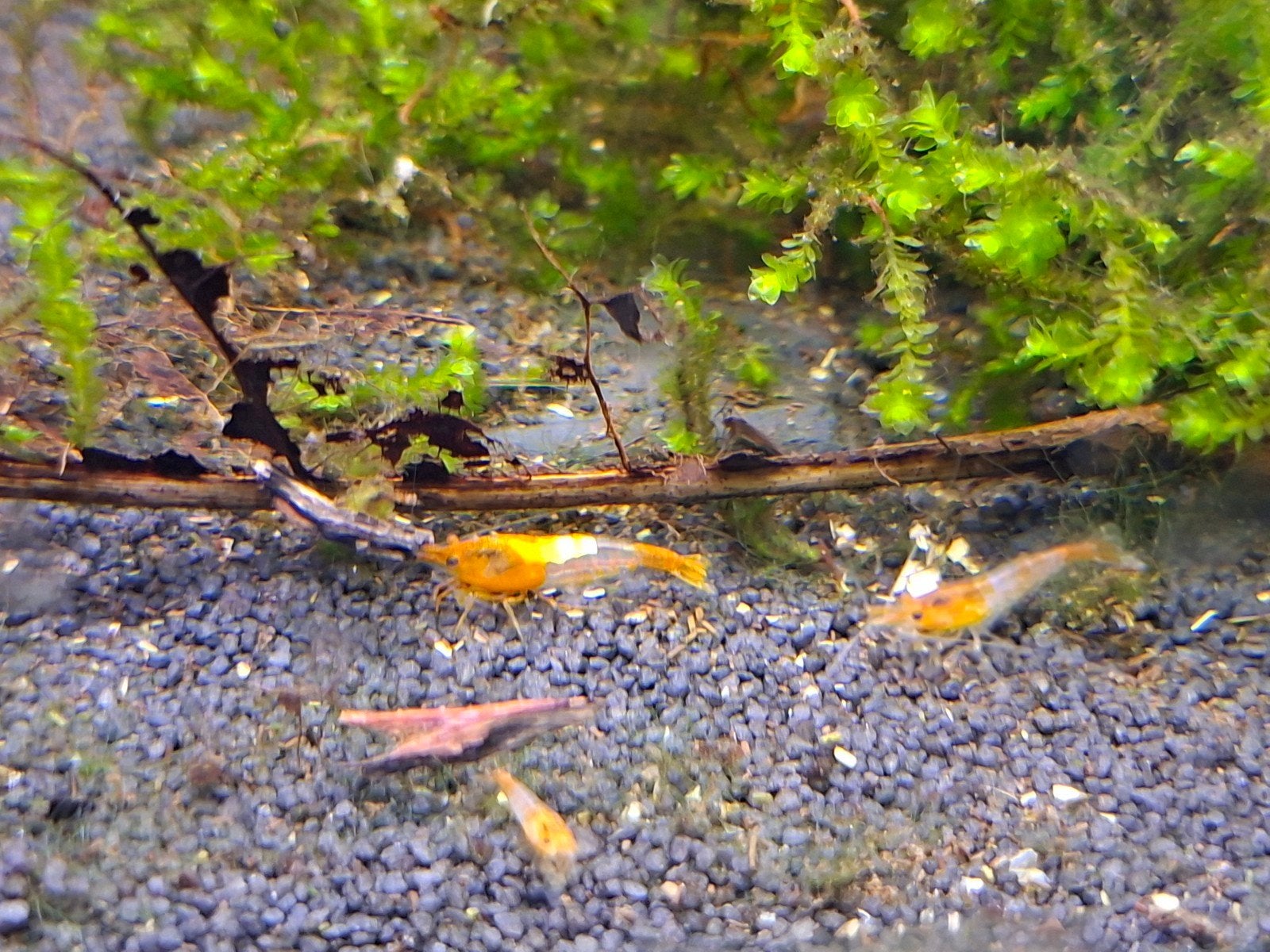 Orange rili neo Caridina garnalen