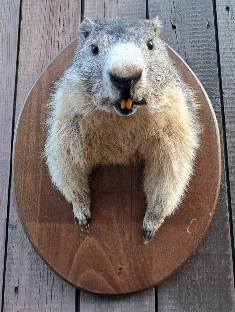 Unieke Alpenmarmot trofee – schitterend geprepareerd, Ophalen of Verzenden, Zo goed als nieuw, Wild dier, Opgezet dier