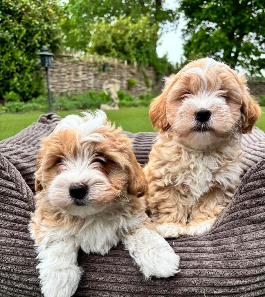 Maltipoo pups, Nederland, Overige rassen, 8 tot 15 weken, Meerdere