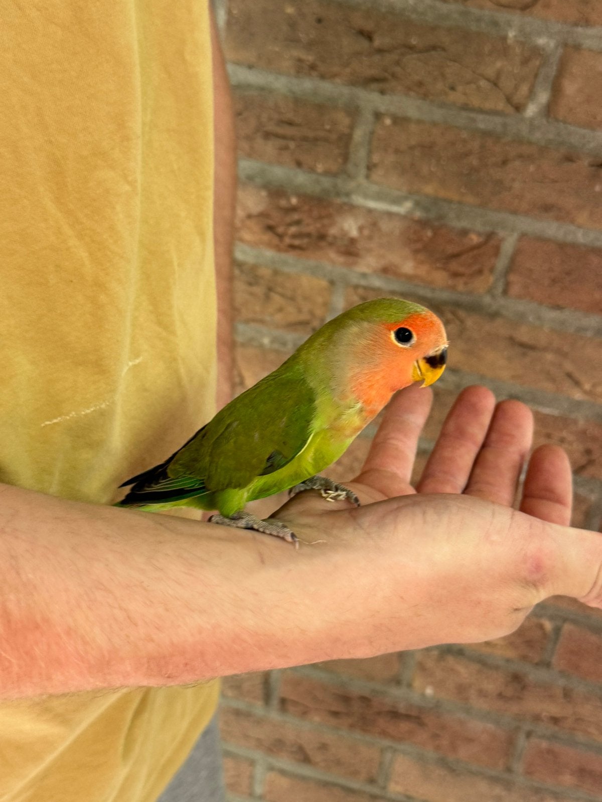 jonge agapornis roseicollies dwergpapegaai om tam te maken, Dieren en Toebehoren, Vogels | Parkieten en Papegaaien, Mannelijk