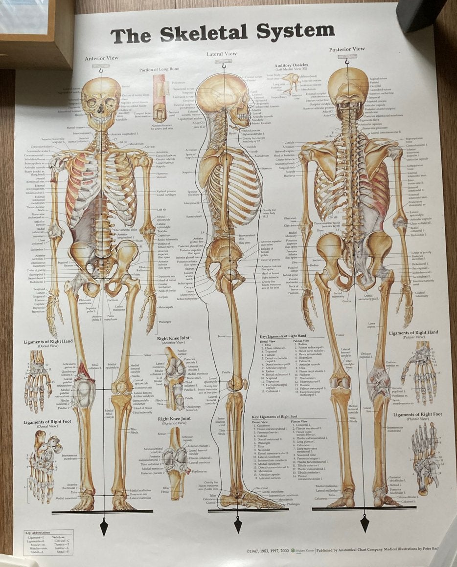 The skeletal system,  anatomie poster skelet 50x66 cm, Ophalen of Verzenden, Gelezen, Natuurwetenschap