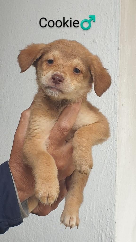 Fantastische pups zoeken forever home, Dieren en Toebehoren, Honden | Niet-rashonden, Particulier, 15 weken tot 1 jaar, Buitenland