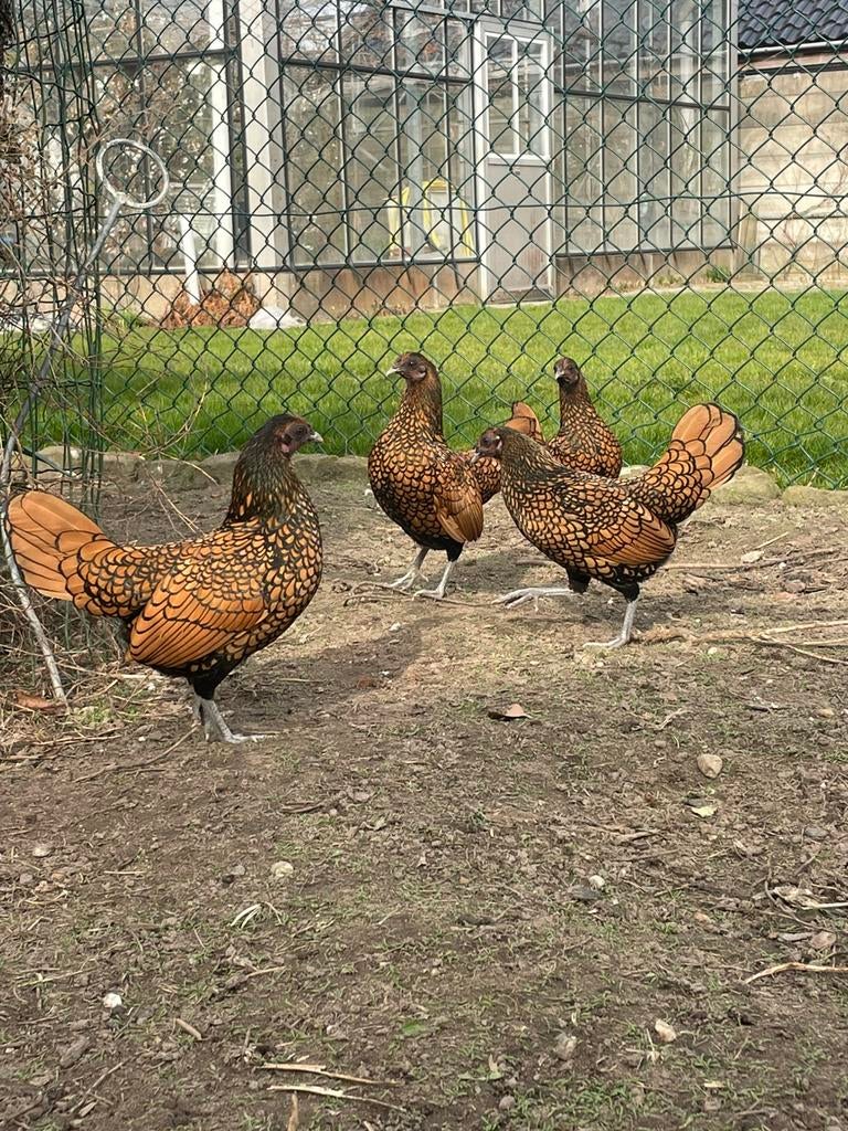 Broedeieren Sebright goud zwart gezoomd, Dieren en Toebehoren, Pluimvee, Geslacht onbekend, Kip