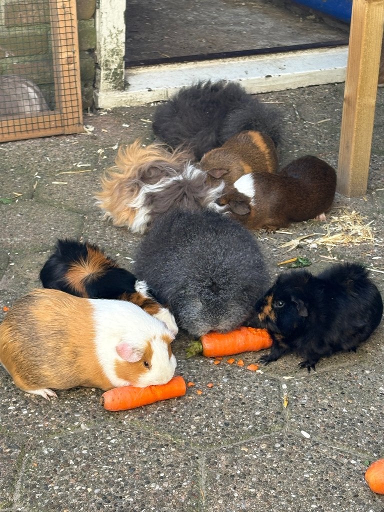 Cavia's zeugjes (niet geschikt voor de fok), Dieren en Toebehoren, Cavia, Vrouwelijk, Januari, Tam