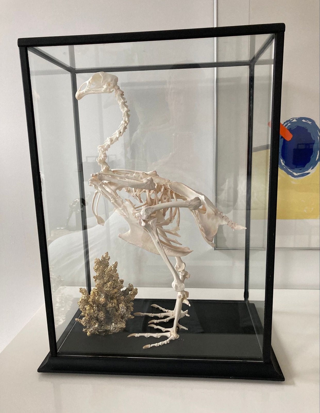 Gevechtshaan skelet in vitrine - Geheel intact, Ophalen, Zo goed als nieuw, Vogel, Opgezet dier