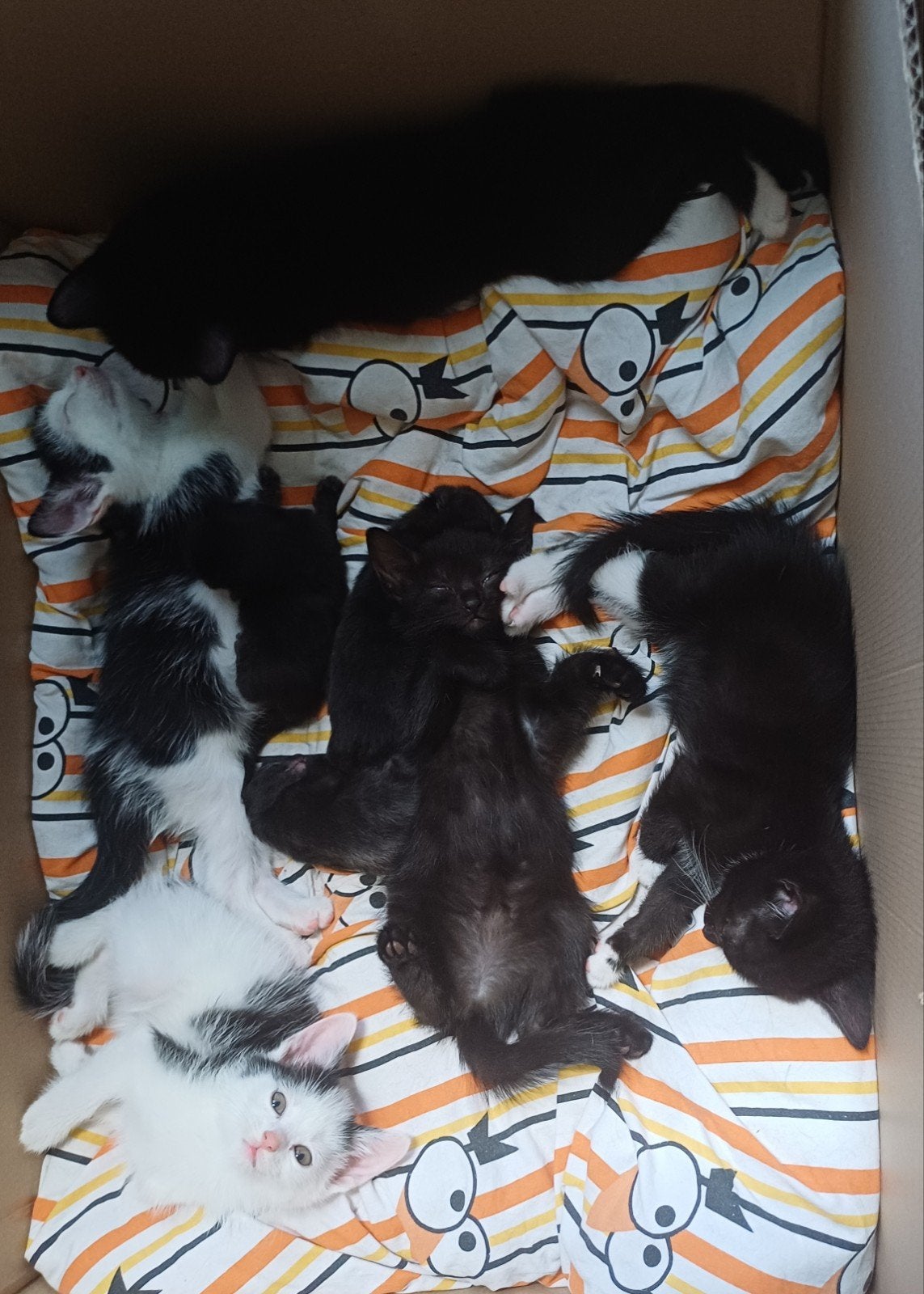 Kittens geboren 14 Juni, Meerdere dieren