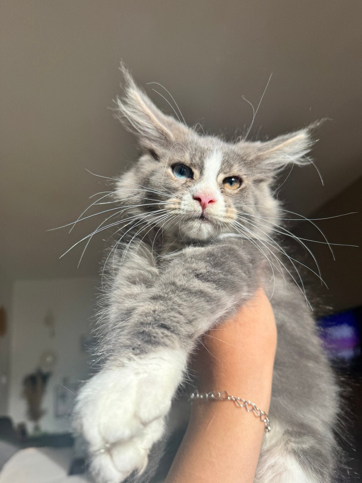 Unieke Poes  maine coon, Dieren en Toebehoren, Katten en Kittens | Raskatten | Langhaar, Meerdere dieren, Met stamboom, 0 tot 2 jaar