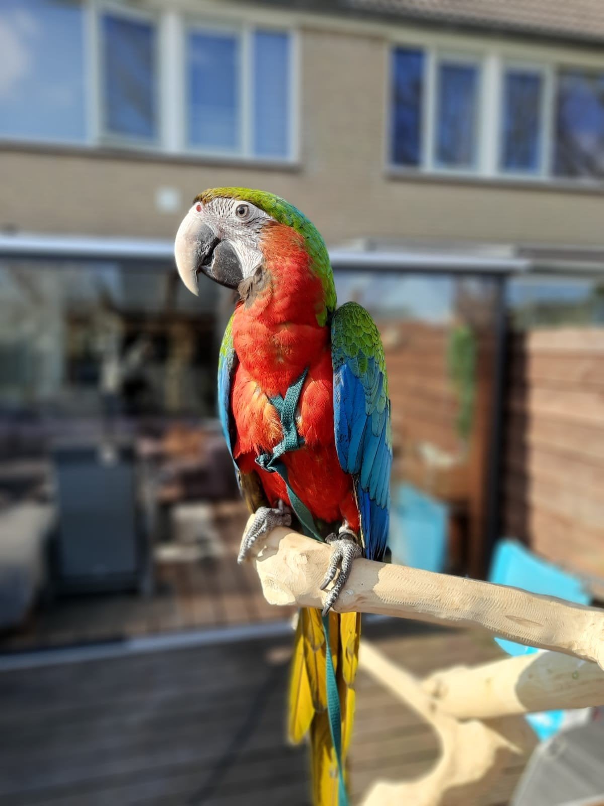 Harlekijn, Mannelijk, Papegaai