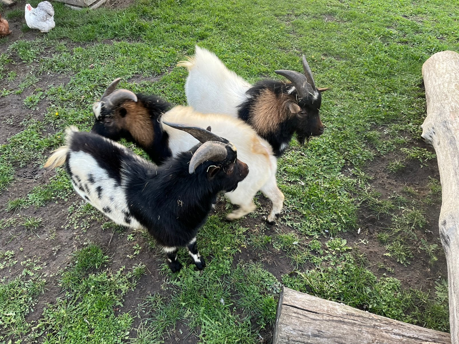 3 bokjes