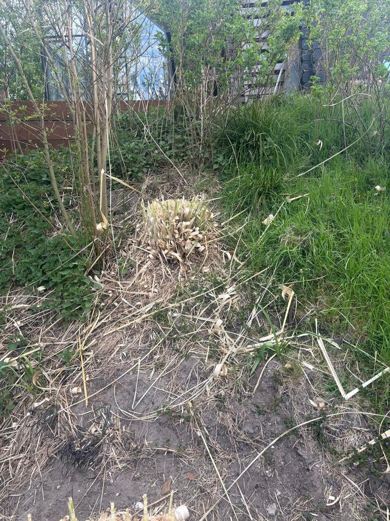 Pampasgras (Cortaderia selloana) - Diverse Groottes, Volle zon, Vaste plant, Siergrassen, Ophalen of Verzenden