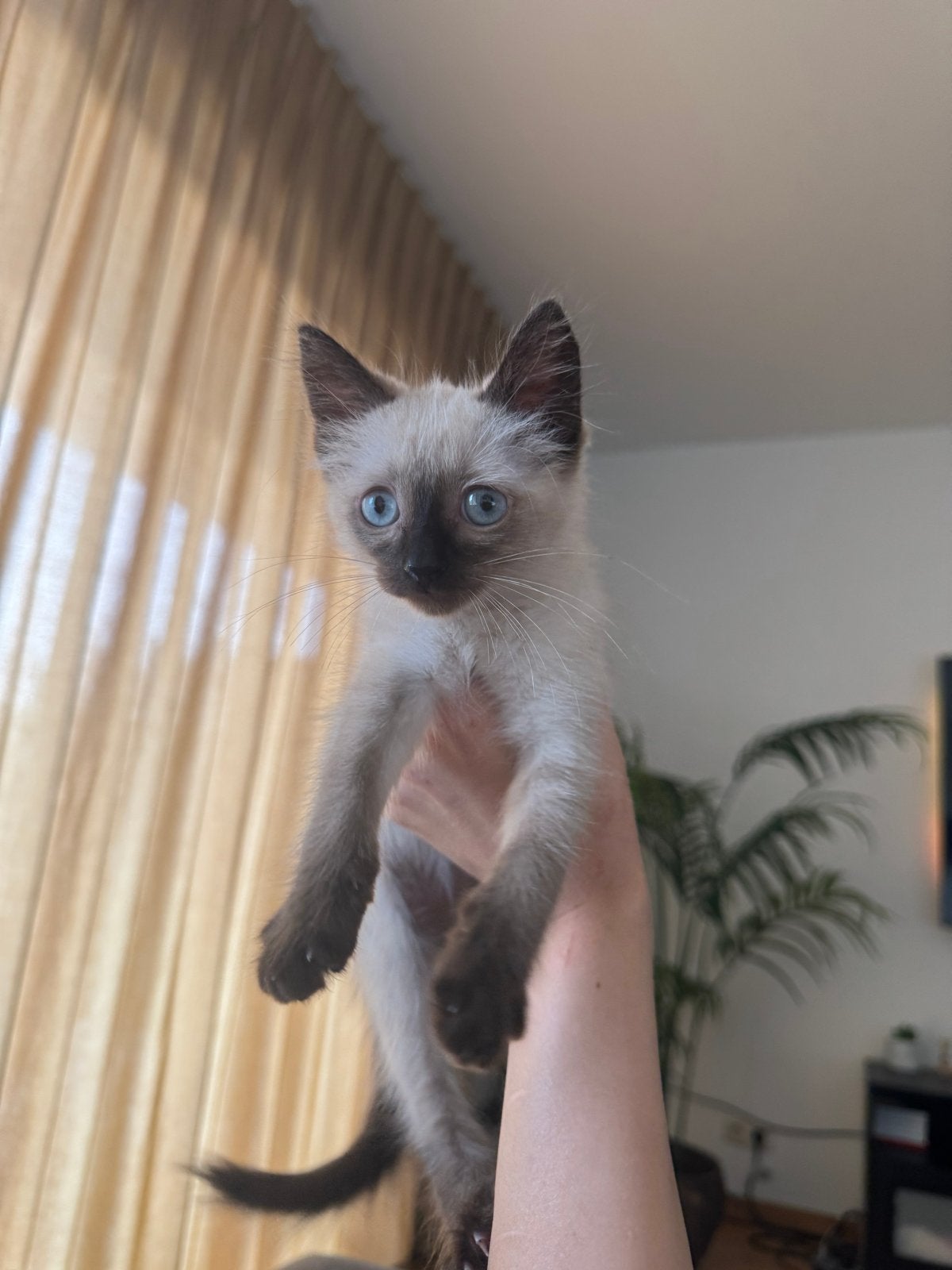 Siamees kitten te koop (Mortsel BE), Dieren en Toebehoren, Kater, Ontwormd, 0 tot 2 jaar