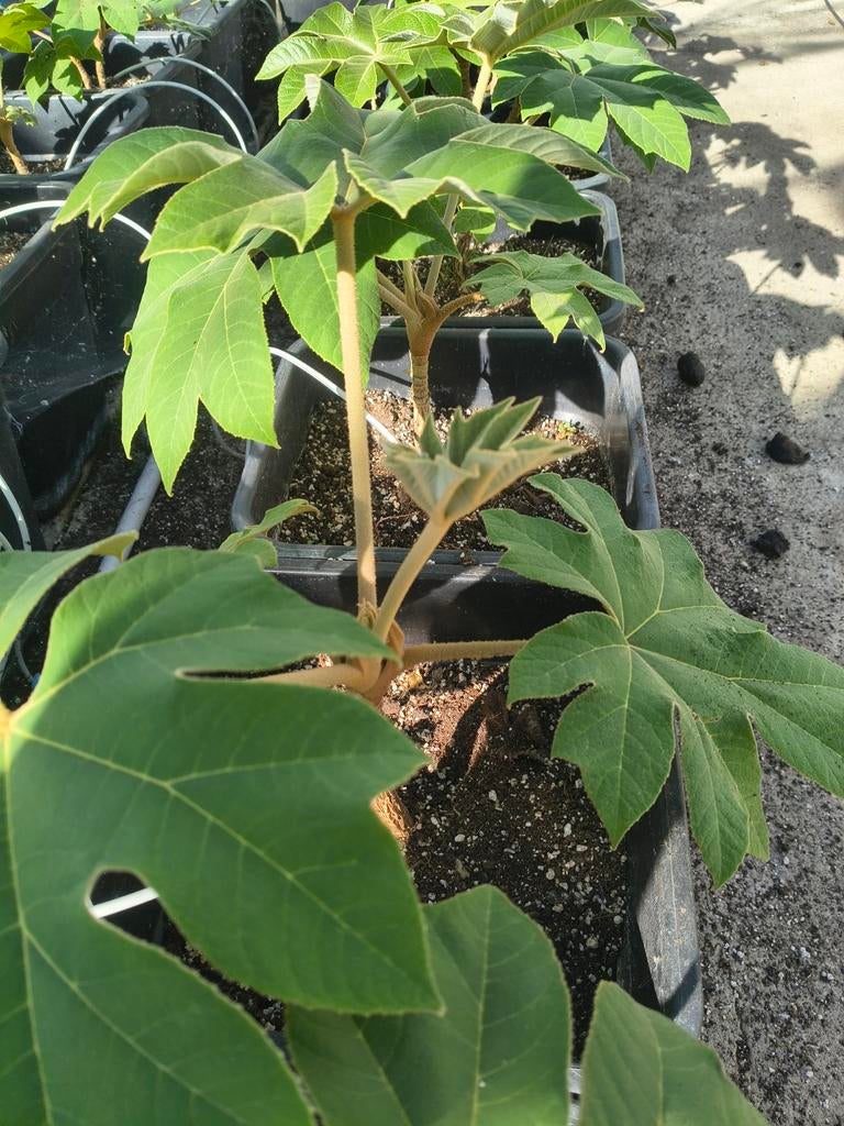 Tetrapanax Rex - Indrukwekkende Rijstpapierplant, Tuin en Terras, Vaste plant, Halfschaduw, Herfst, Ophalen