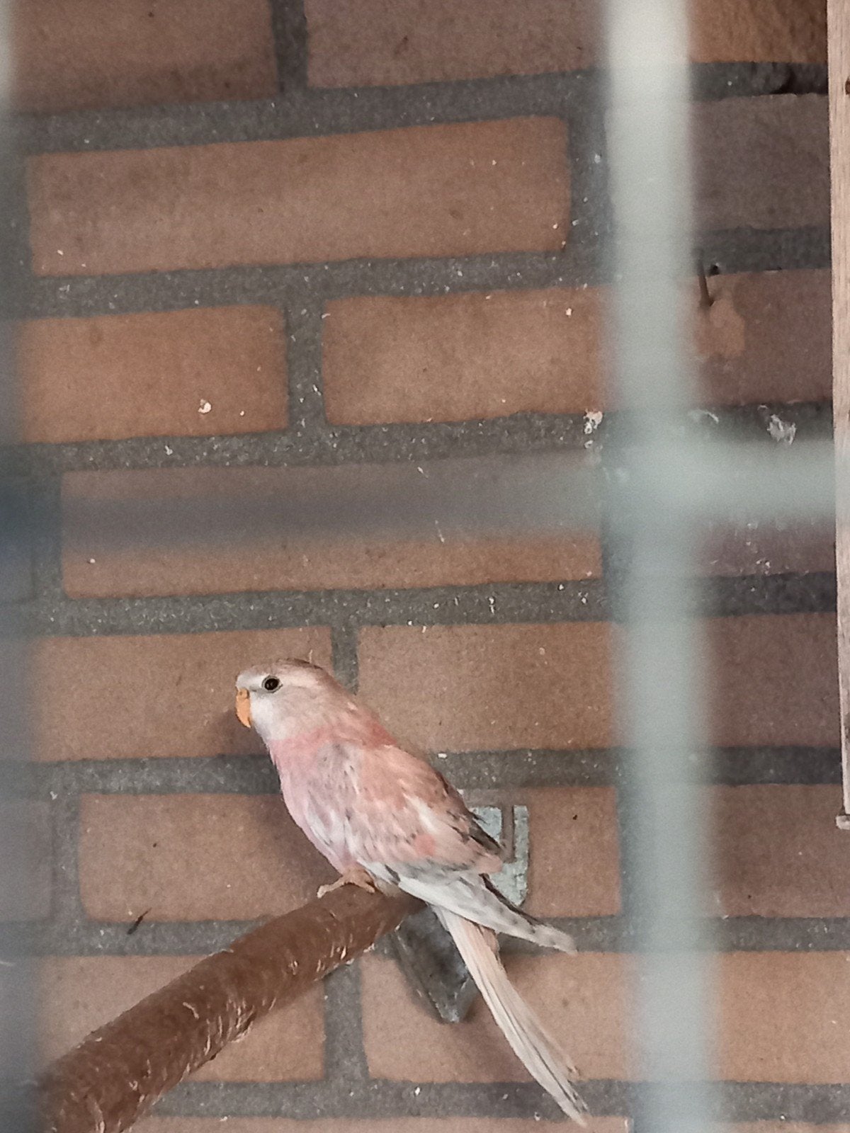 bourkes parkiet, Geslacht onbekend, Parkiet