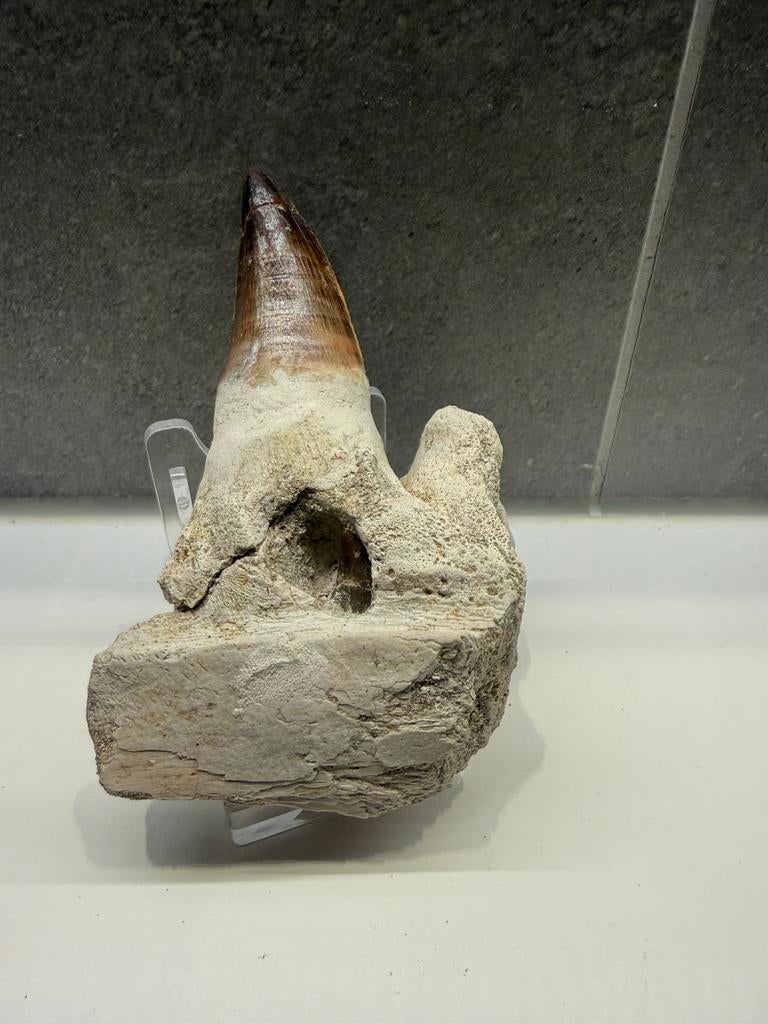 Mosasaurus kaak deel - 2 tanden, Ophalen of Verzenden, Fossiel