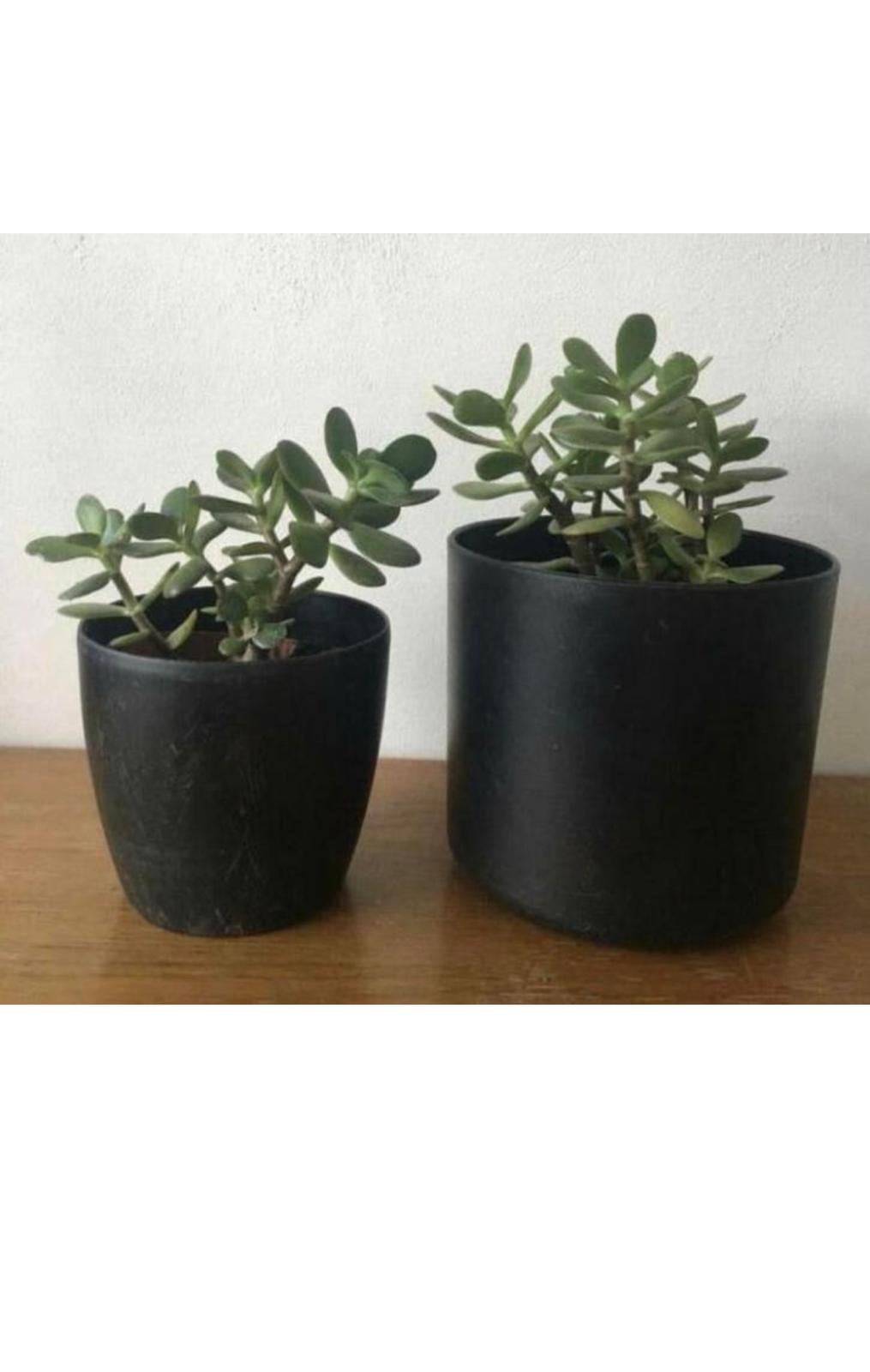 Twee/drie zwarte vintage bloempotten met bio kamerplanten, Ophalen, Kunststof, Rond, Zo goed als nieuw