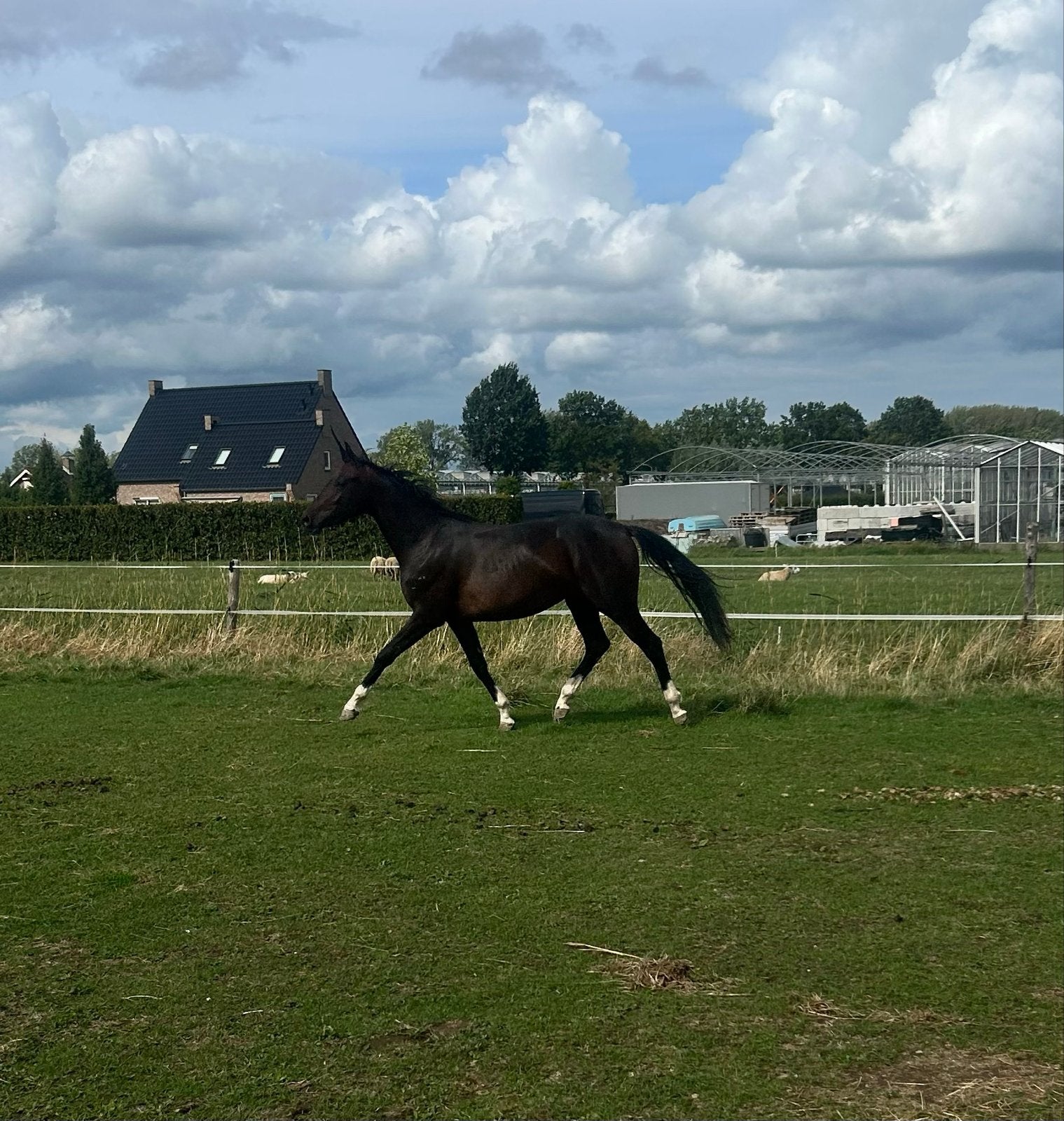 Aansprekende 2-jarige KWPN merrie van Kjento, Merrie, Met stamboom, Dressuurpaard, 0 tot 2 jaar