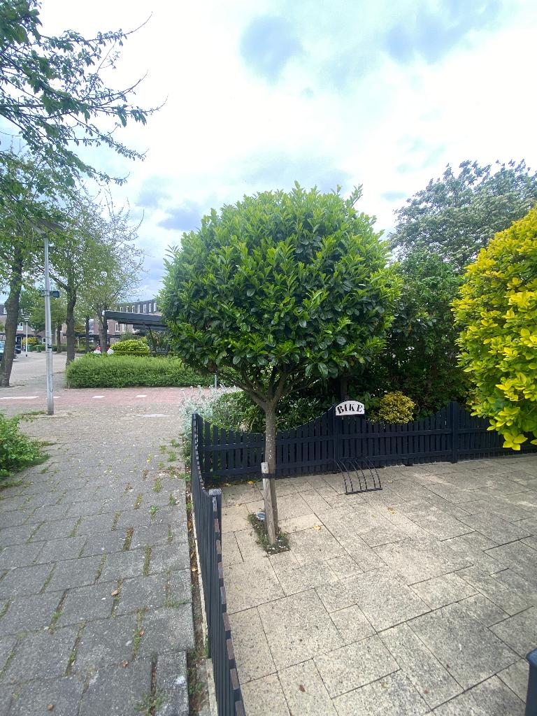 mooie bol boom laurierkers prunus laurocerasus, Tuin en Terras, Planten | Bomen, Bloeit niet, 100 tot 250 cm, Ophalen, Volle zon