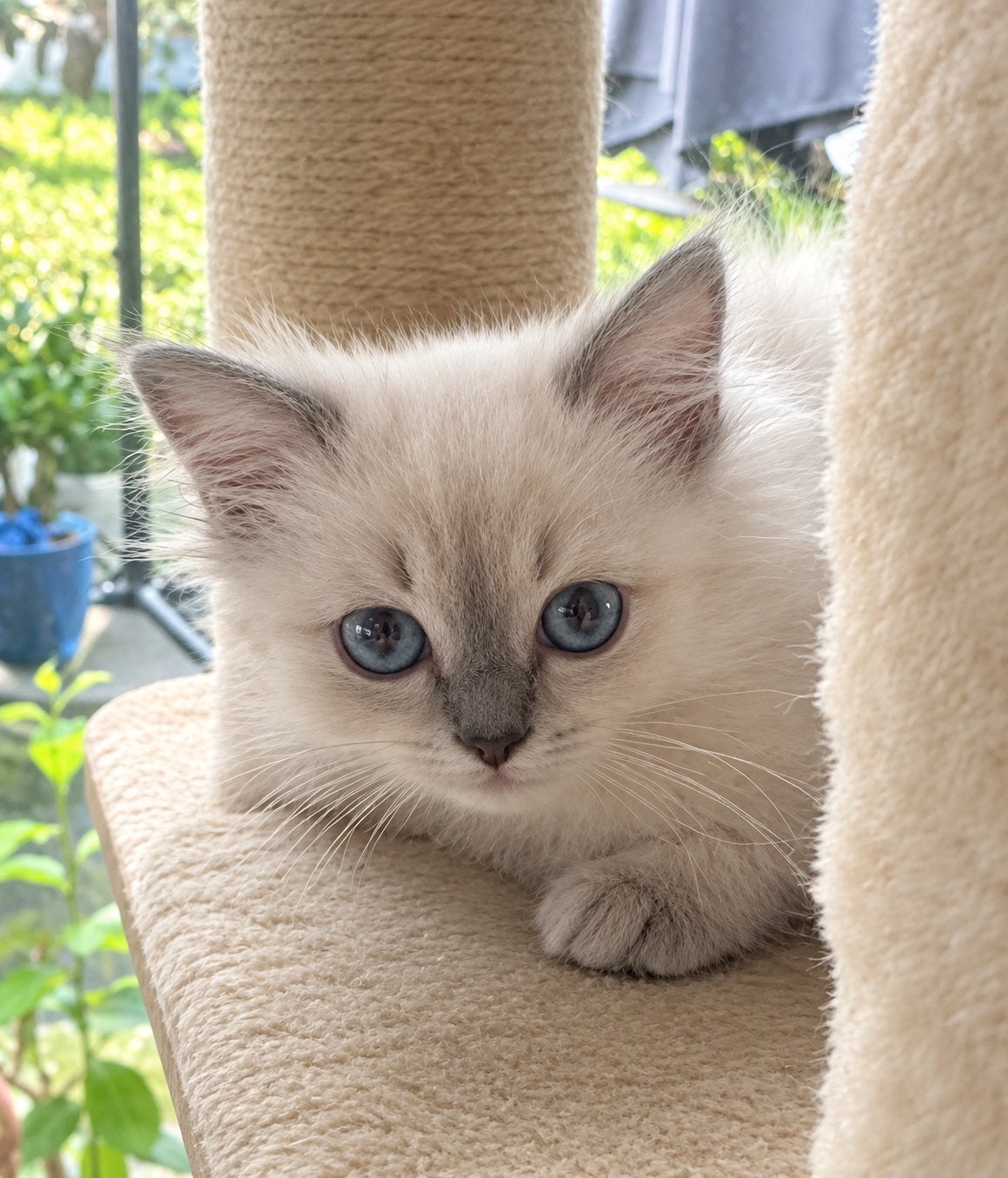 Brits langhaar kittens - nog 4 beschikbaar, Meerdere dieren, Ontwormd