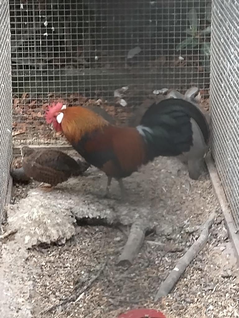 Haan Hollandse kriel, Dieren en Toebehoren, Pluimvee, Mannelijk, Kip