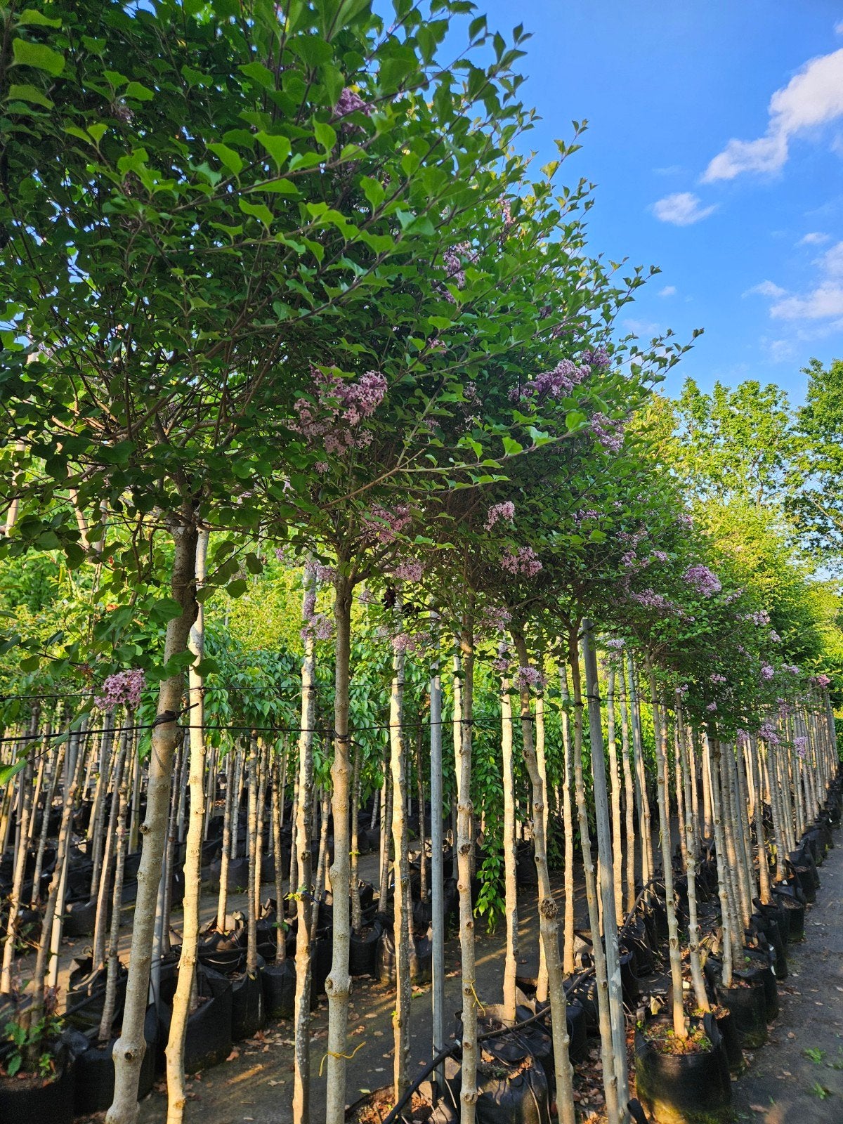Syringa 'Palibin' te koop!, Halfschaduw, Lente, 100 tot 250 cm, Ophalen