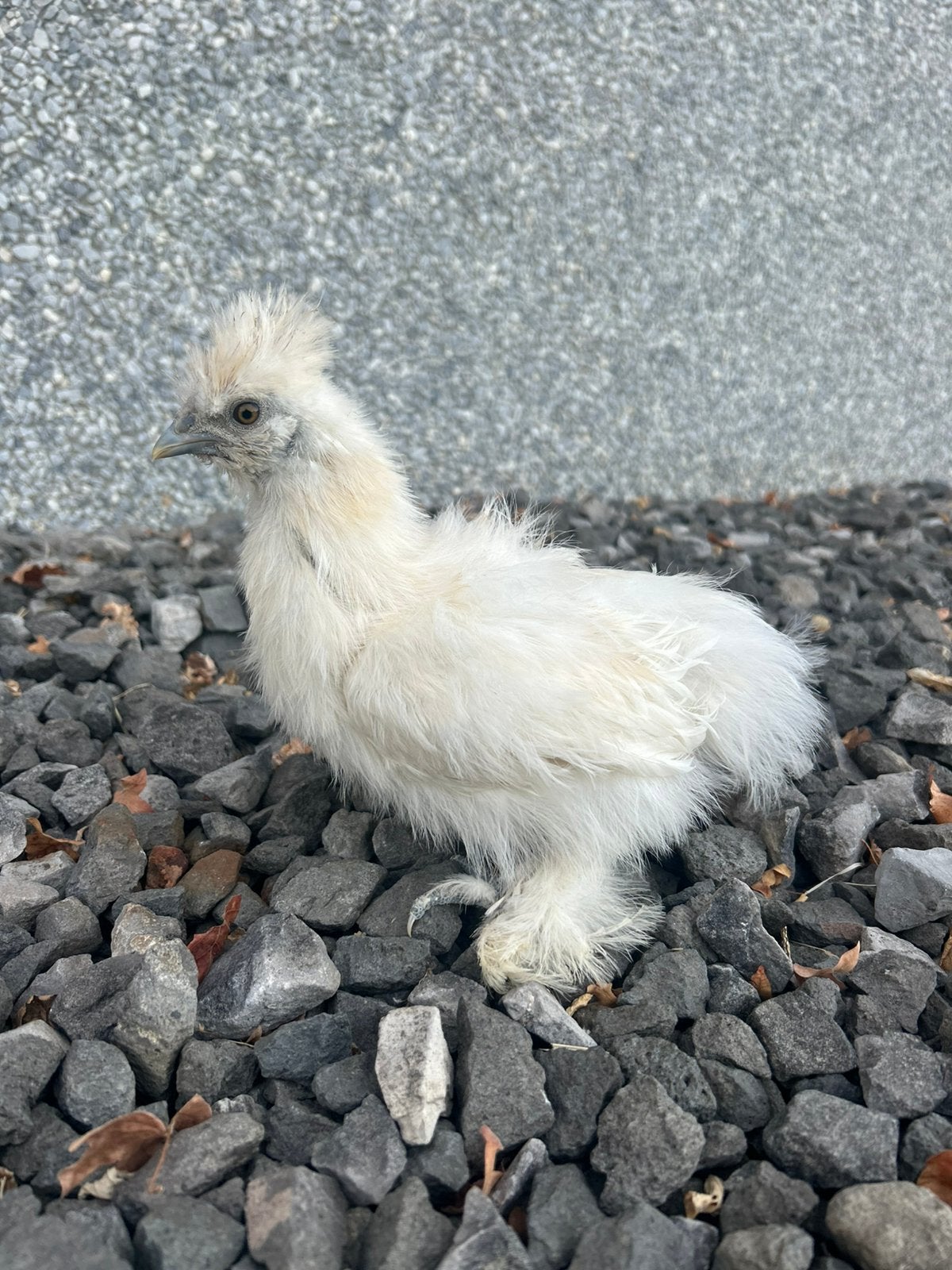 Zijdehoen hennetje, Dieren en Toebehoren, Pluimvee, Mannelijk, Kip