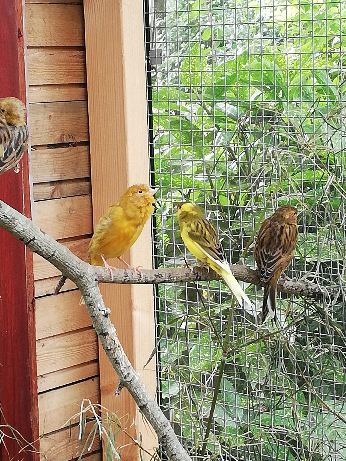 te koop mooie waterslager kanaries, Dieren en Toebehoren, Meerdere dieren