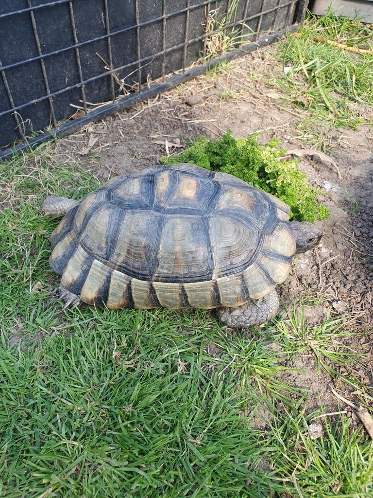 Schildpad gezocht, een mannelijke Testudo Marginata, Dieren en Toebehoren, Reptielen en Amfibieën, Schildpad, 0 tot 2 jaar