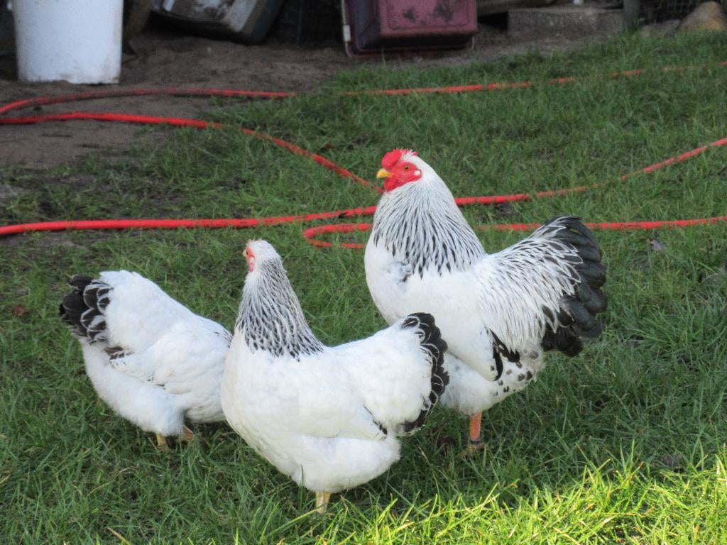 broedeieren, Dieren en Toebehoren, Geslacht onbekend, Kip