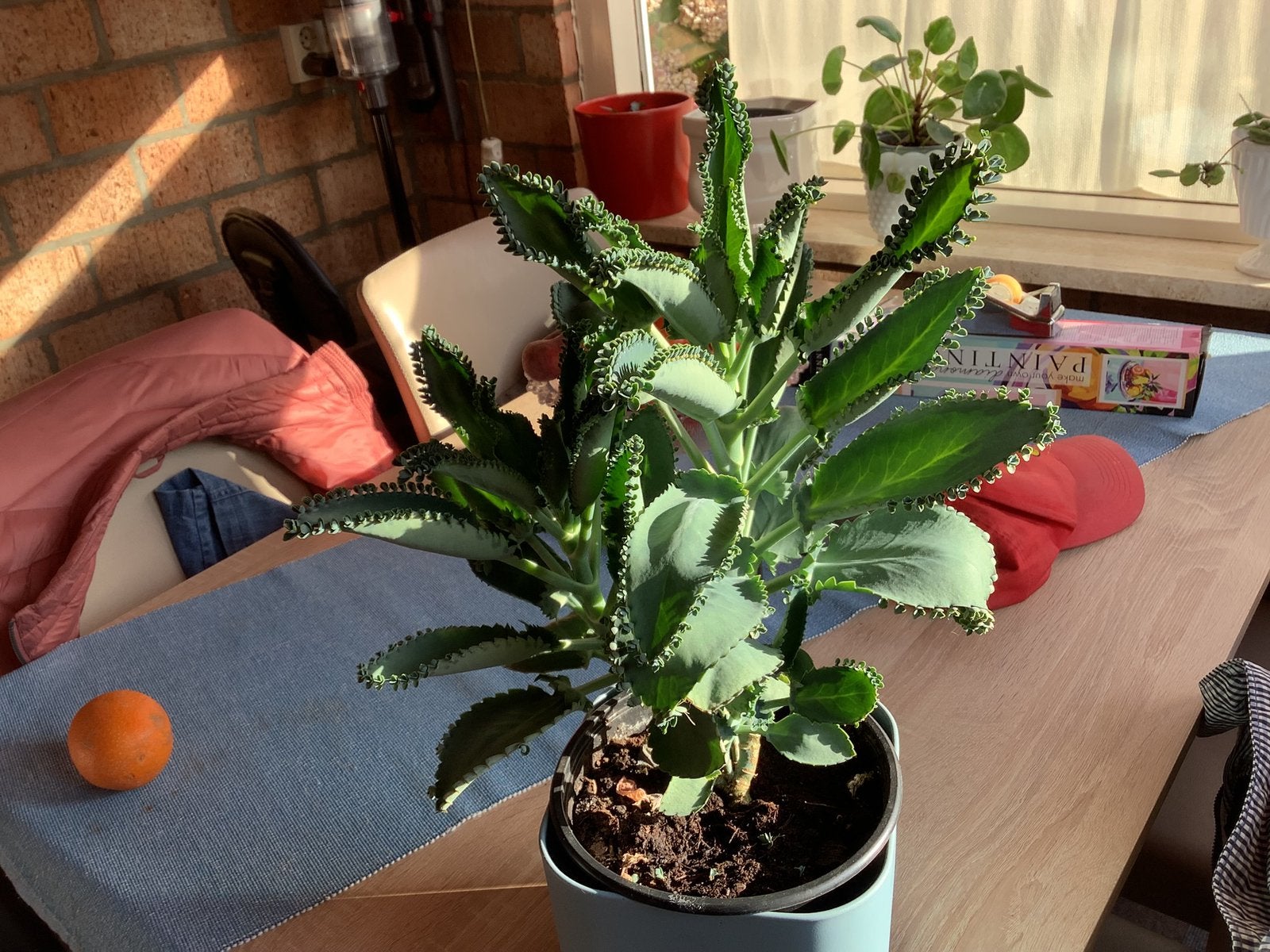 Grote kamerplant 3,50, Ophalen, Halfschaduw, Minder dan 100 cm