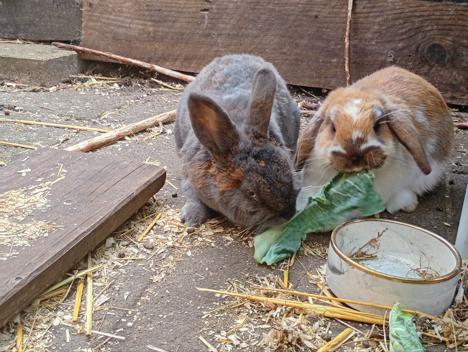 gratis konijnen met buiten en binnen hok, Dieren en Toebehoren, Konijnen, Meerdere dieren, Middelgroot, Hangoor, 3 tot 5 jaar