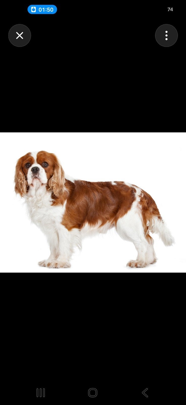 Gezocht Cavalier King Charles Spaniel, Dieren en Toebehoren, Honden | Retrievers, Spaniëls en Waterhonden, Teef, Overige rassen