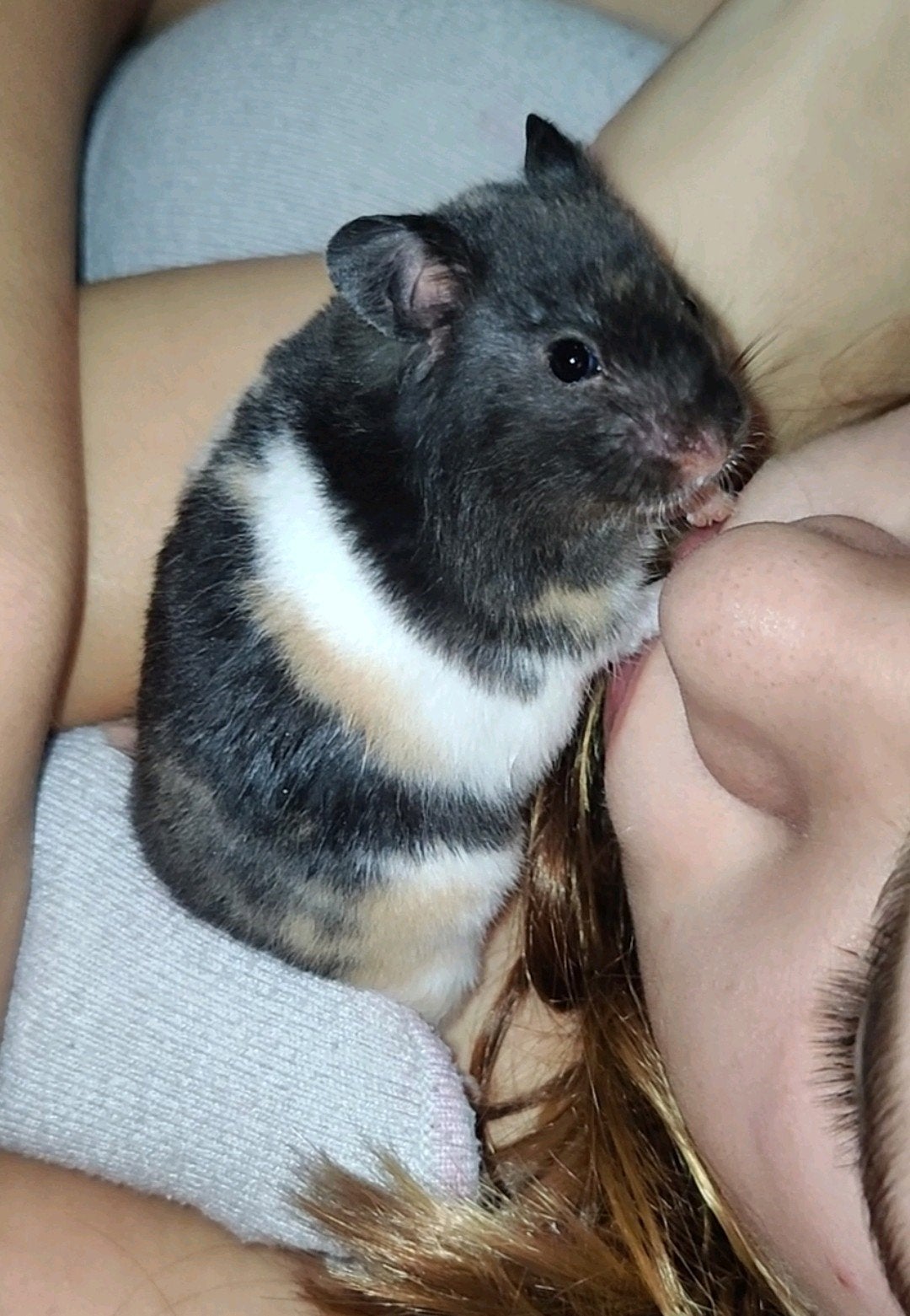 Lief zwart driekleur hamster baby vrouwtje, Dieren en Toebehoren, Augustus, Hamster, Tam