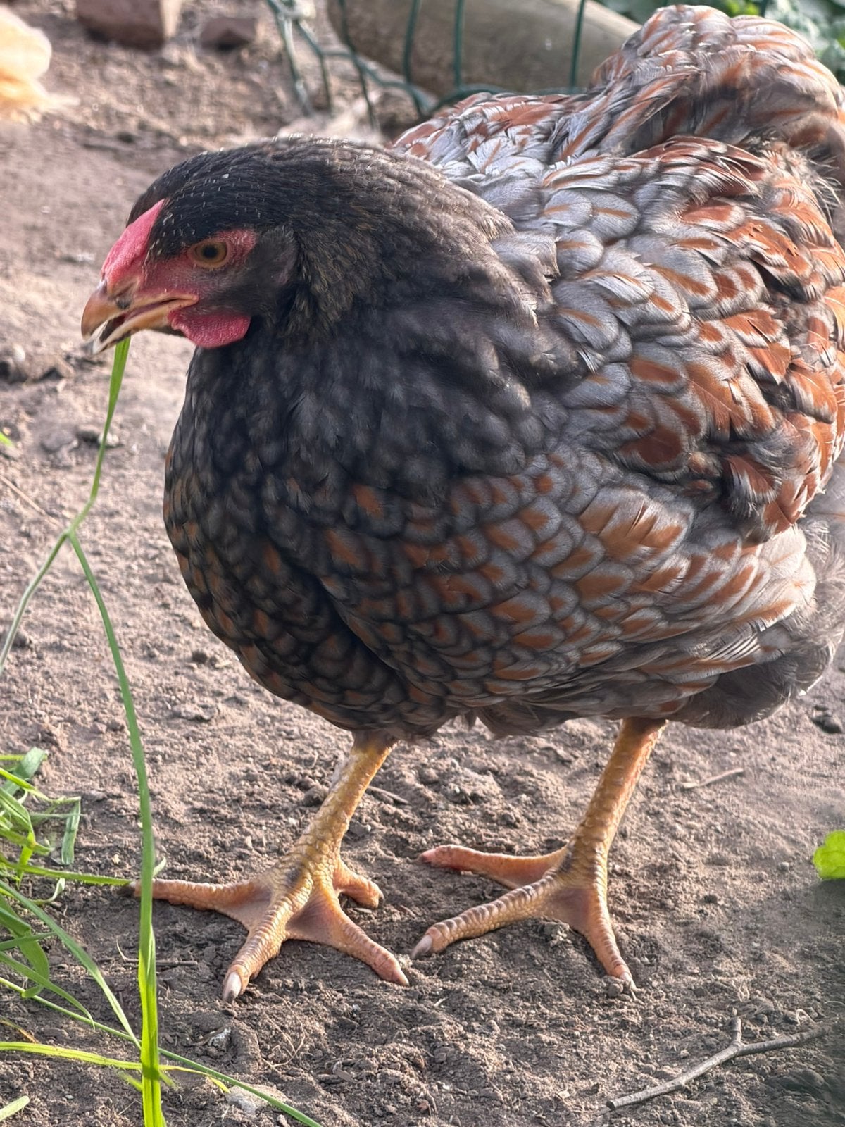 Wyandotte groot!, Dieren en Toebehoren, Mannelijk, Kip