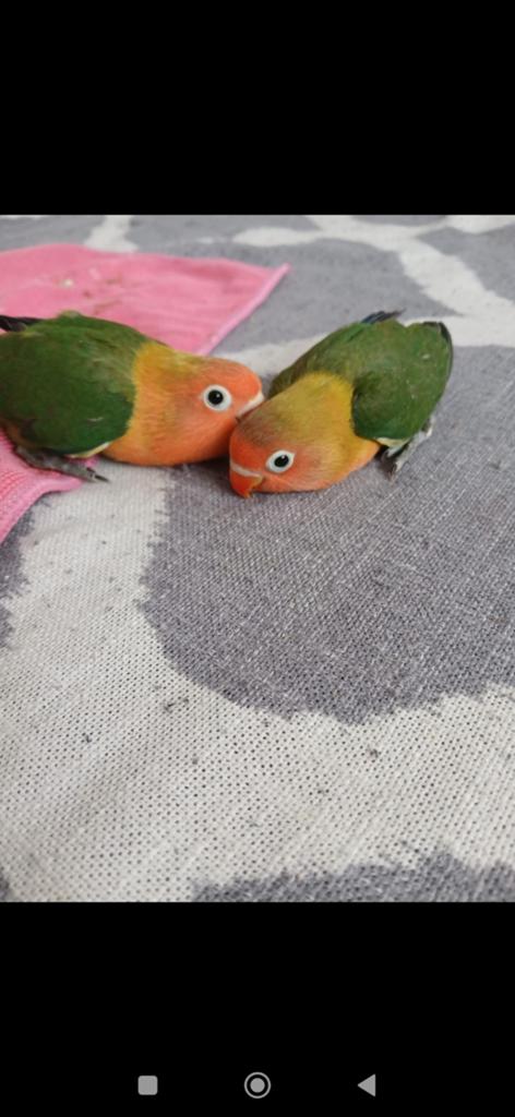 Agapornissen, Dieren en Toebehoren, Vogels | Parkieten en Papegaaien, Geslacht onbekend, Dwergpapegaai of Agapornis