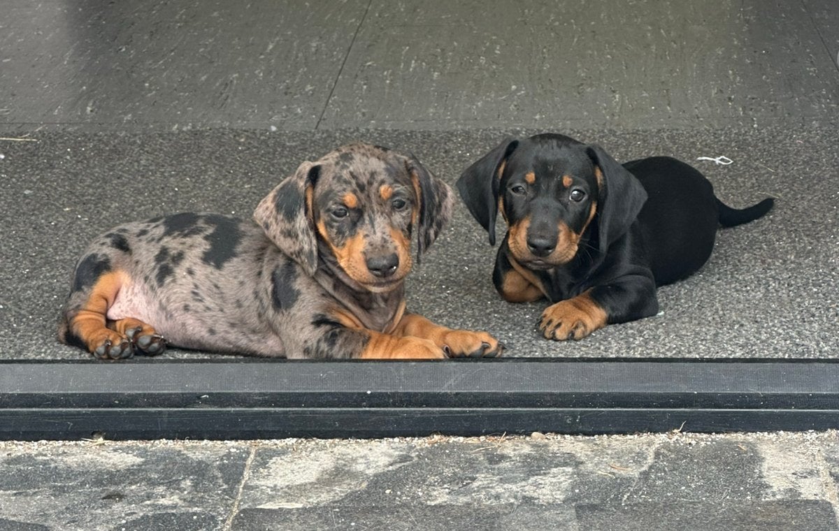 2 teckel pups reutjes mogen het nest verlaten, Standaard, Reu, 8 tot 15 weken, Korthaar