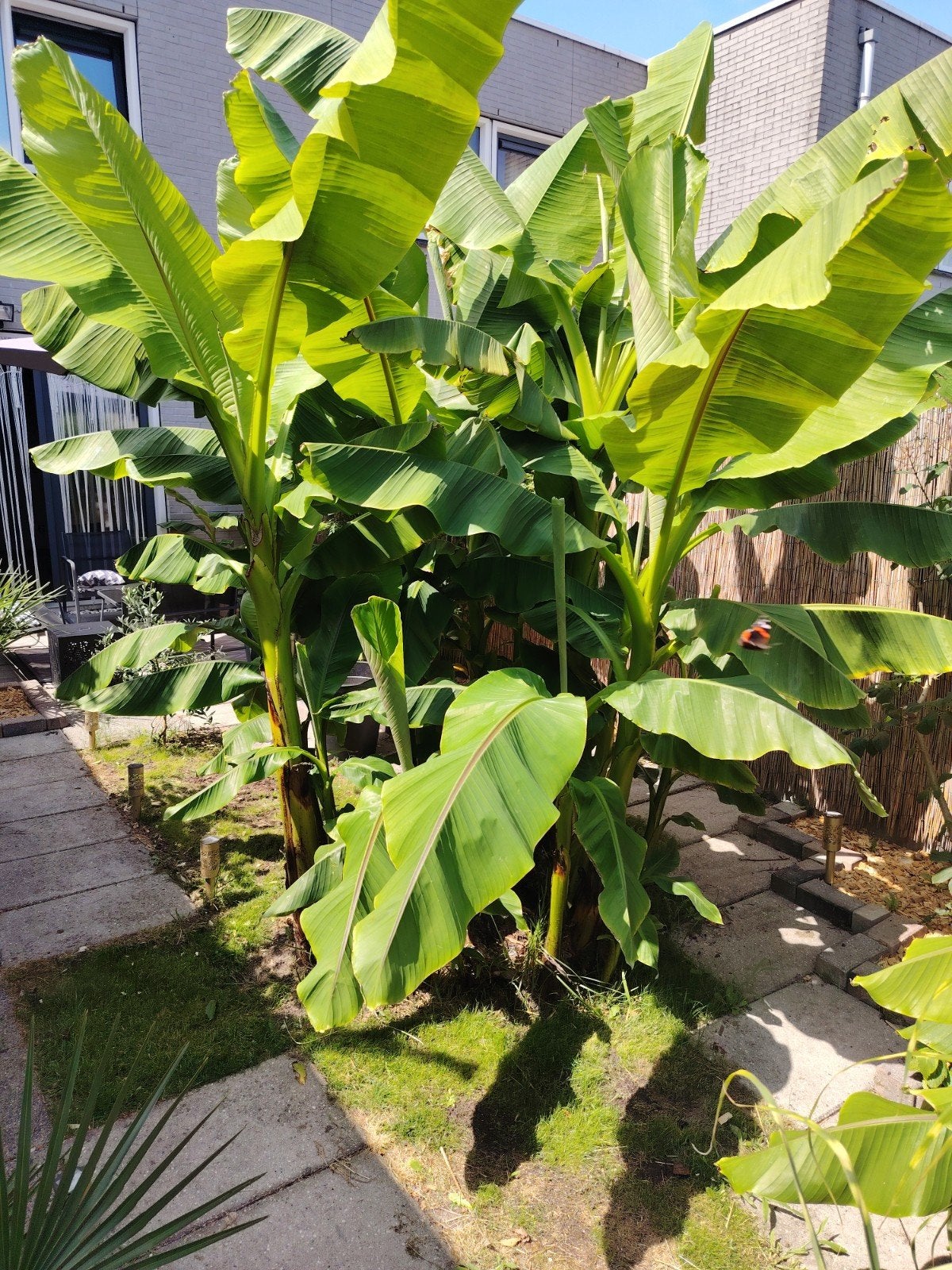 Winterharde Bananenplant (Musa Basjoo) - Diverse Maten, Tuin en Terras, Planten | Tuinplanten, Overige soorten, Ophalen