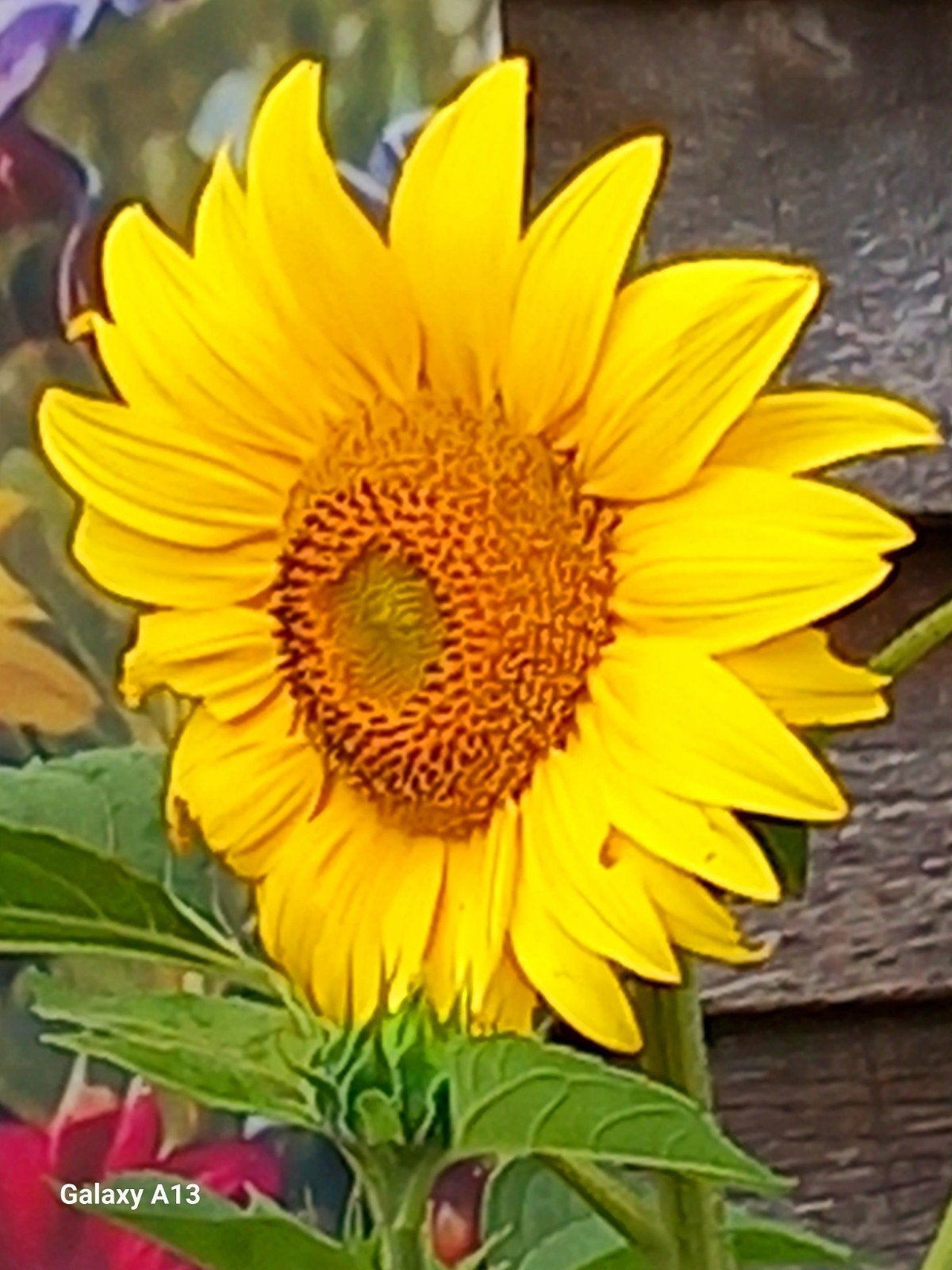 Zonnebloemzaden - Creëer uw eigen zonnige tuin!, Ophalen of Verzenden, Voorjaar, Volle zon, Zaad