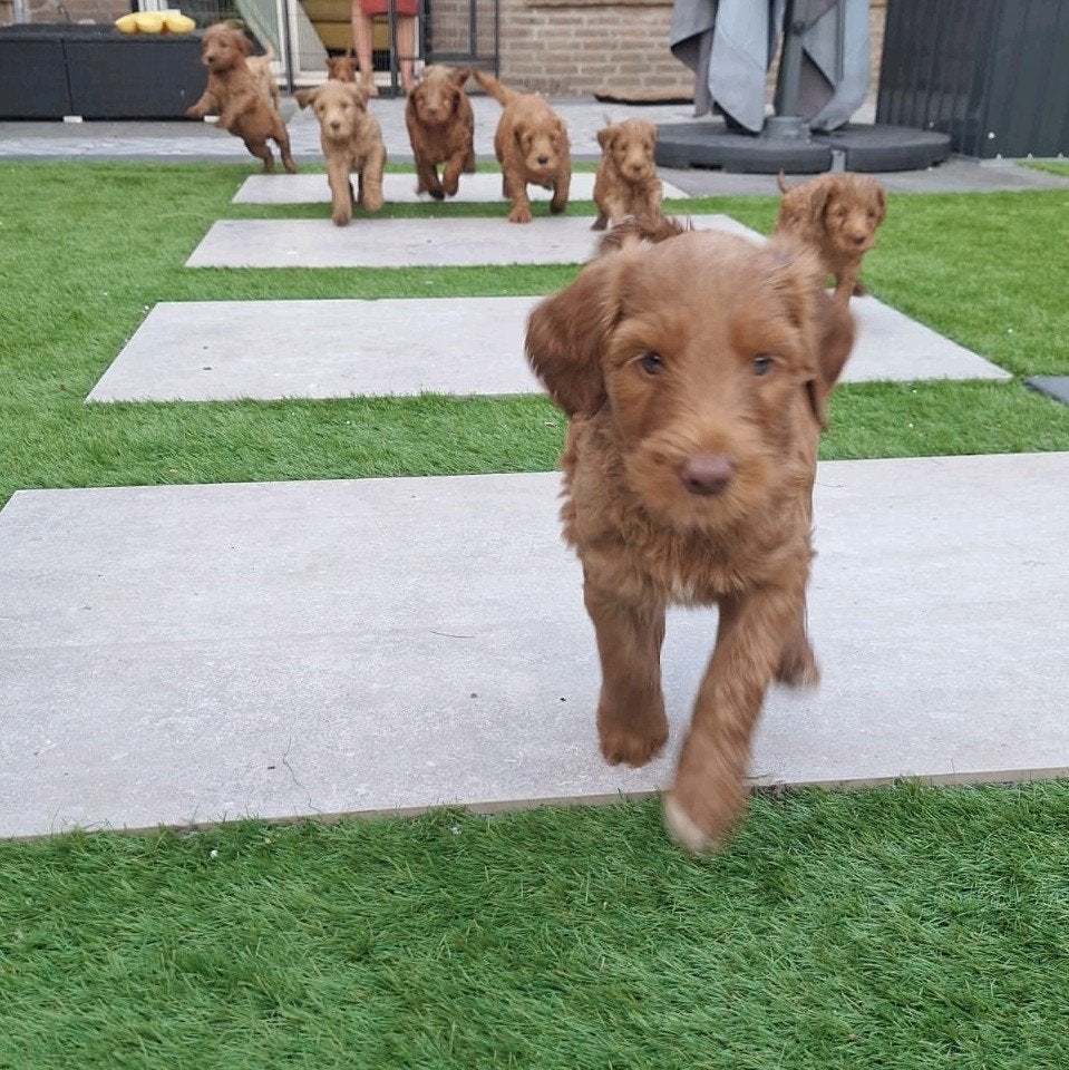 AUSTRALIAN COBBERDOG Pups 8 augustus naar huis, Parvo, Overige rassen, 8 tot 15 weken, Meerdere