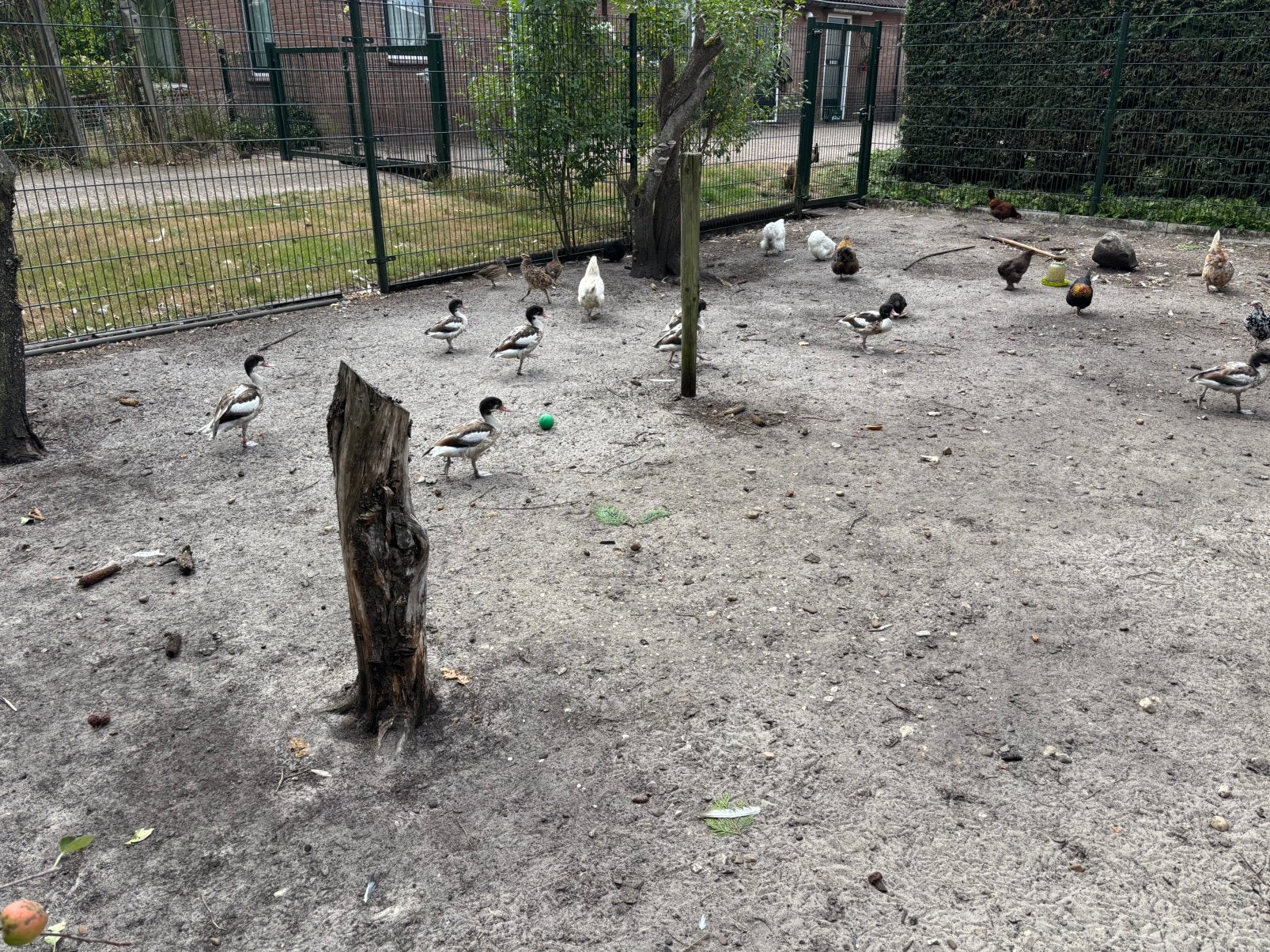 Bergeend bergeenden, Meerdere dieren, Kip