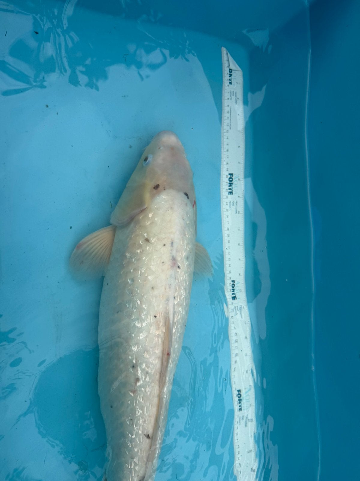 Ginrin Platinum Ogon, Dieren en Toebehoren, Karper of Koi