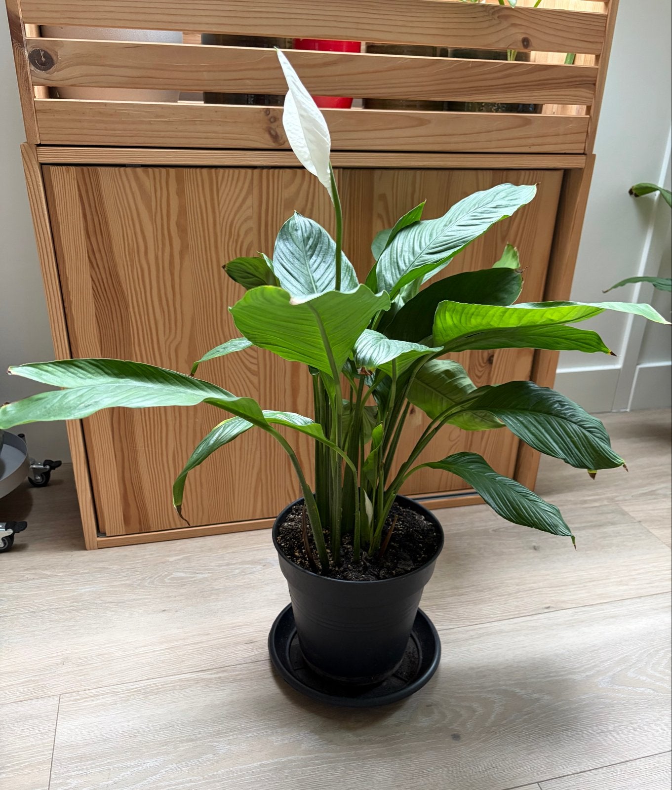 Spathiphyllum (Vredeslelie/Peacelily) - ca. 70 cm hoog, Overige soorten, In pot, Minder dan 100 cm, Bloeiende kamerplant